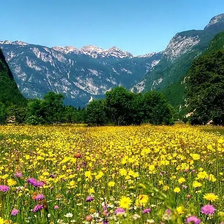 Zorc * Bohinj