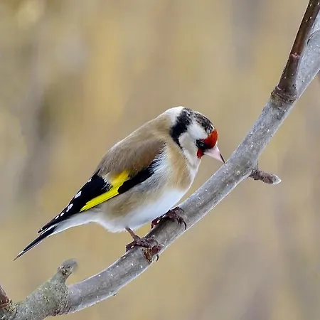 Apartment Zorc Bohinj