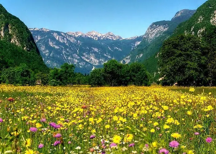 佐克公寓 * 博希尼